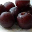 برقوق هوليوت