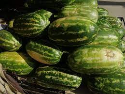 [f364] بطيخ نمس