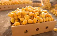 [f88] بلح بارحي سعودي