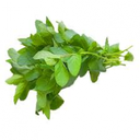 [v64] ربطة نعناع كبيرة