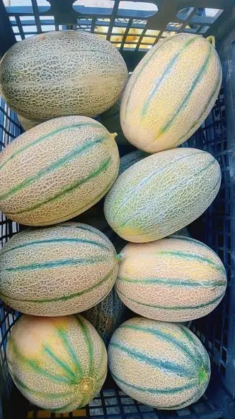شهد عراقي