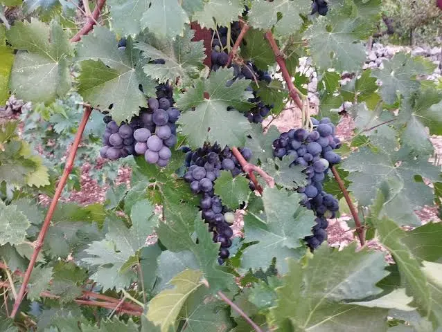 عنب اسود بلدي